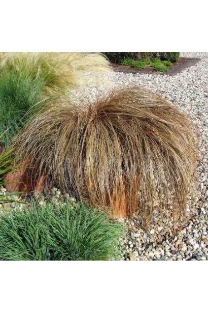 Осока Auburn у контейнері 